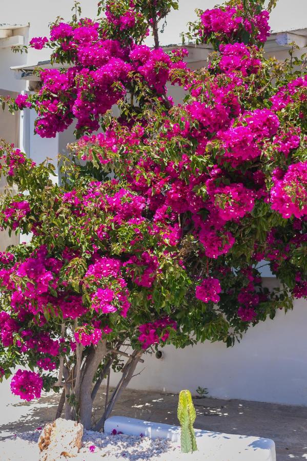 Dahlia Apartments And Studios Aliki  Exterior photo